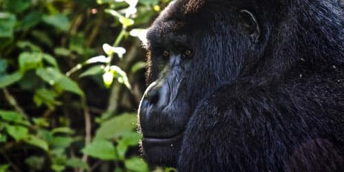 Uganda to Rwanda: Gorilla Treks & Safari Drives