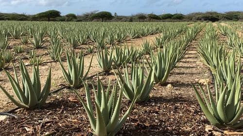 Renaissance Wind Creek Aruba Resort, General view