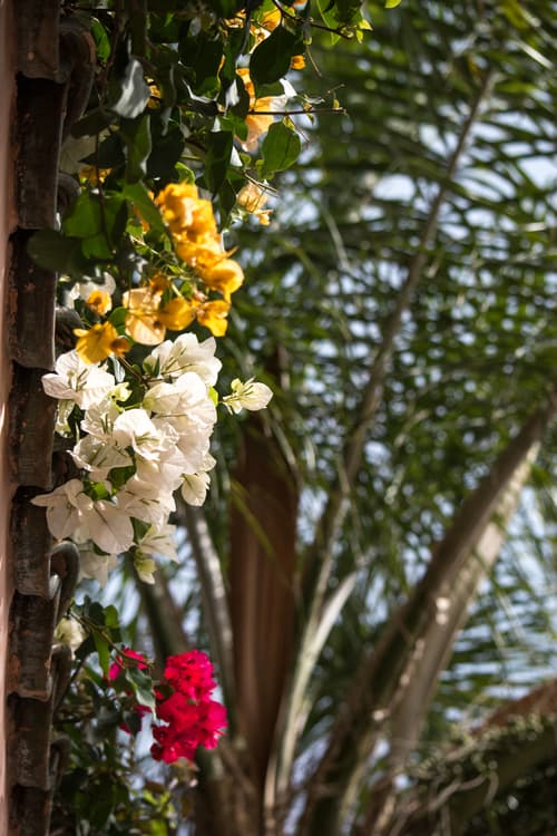 Riad Mazal, General view
