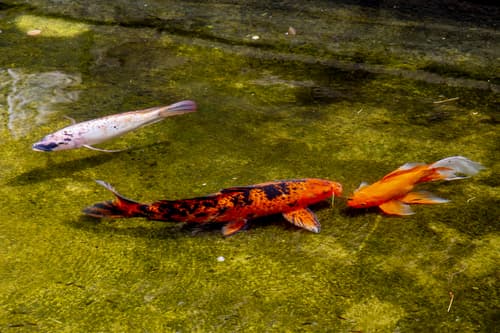 Pousada Aguas Claras Buzios, General view
