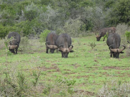 Pure Nature Familodge, General view