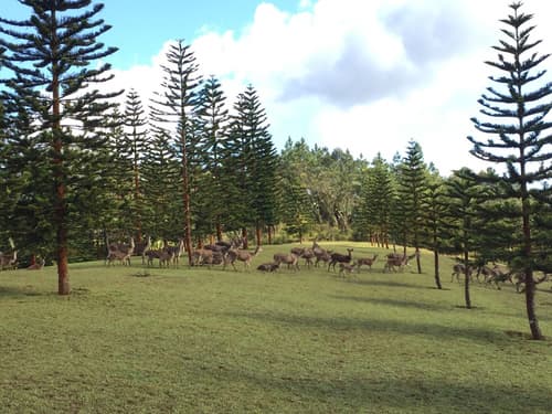 Bubble Lodge Bois Chéri, General view