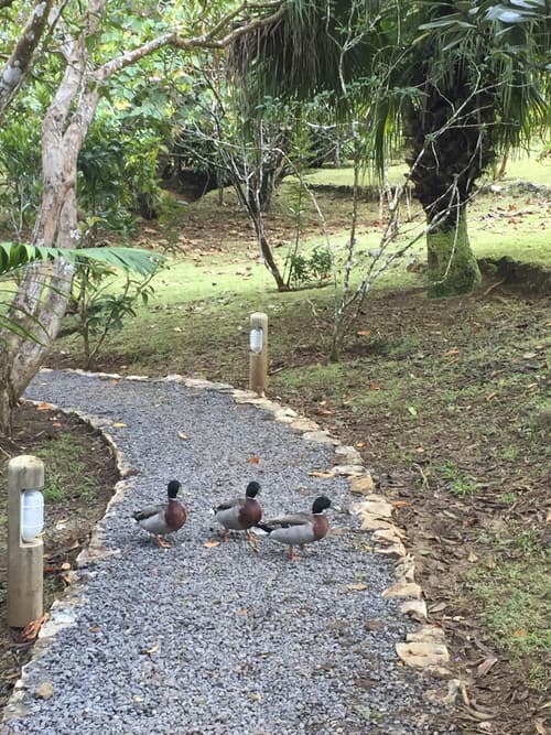 Bubble Lodge Bois Chéri, General view