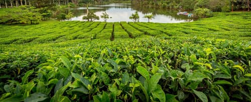 Bubble Lodge Bois Chéri, General view