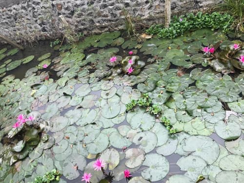 Tam Coc Hung Anh Homestay – Hostel, General view