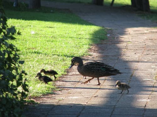 Pemberton Lake View Chalets, 