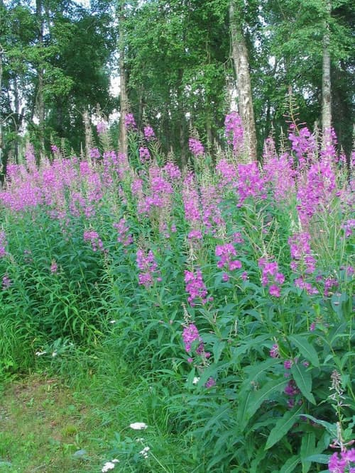 Meandering Moose Lodging, 