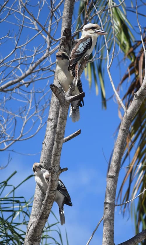 South Pacific Bed & Breakfast, 
