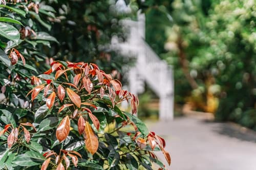 Balmoral Queenslander, 