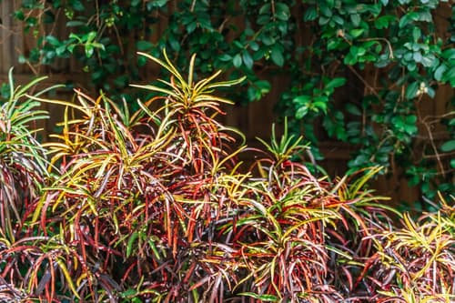 Balmoral Queenslander, 