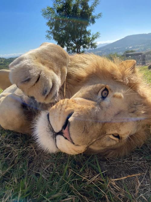 Pumbaa Wildlife Park & Accommodation, 