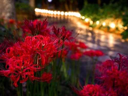 Mt Ichibata Cottage, 