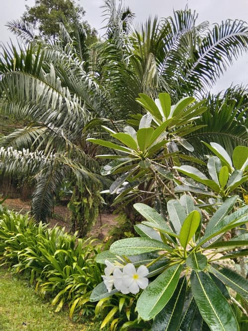 Khao Sok River & Jungle Resort, 