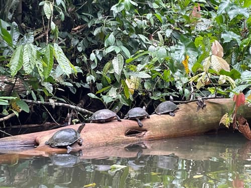 Perla Negra Beachfront, 