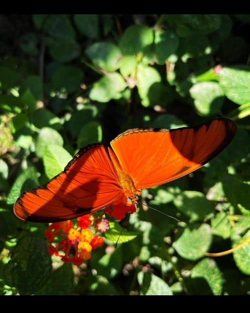 Perla Negra Beachfront, 
