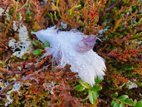 Kultahippu Hotel & Apartments, 