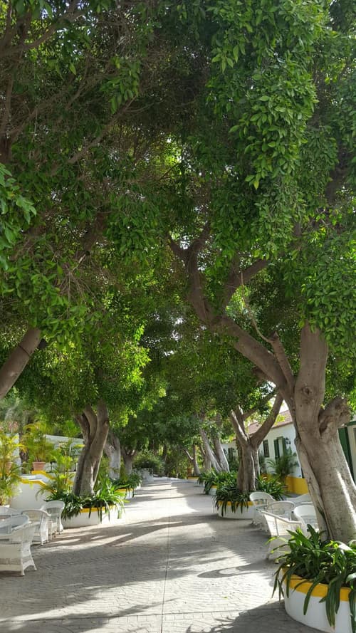 Cortijo San Ignacio, 