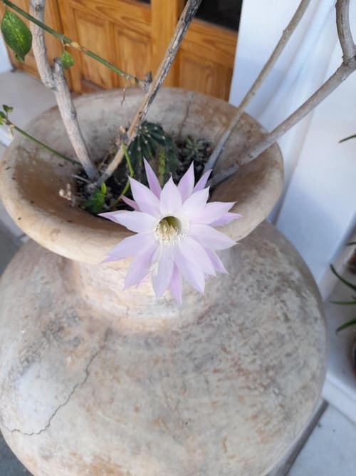 Siroco's Rooms And Studios, 