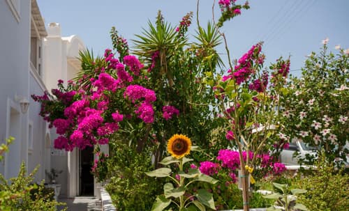 Wisteria Apartments, 