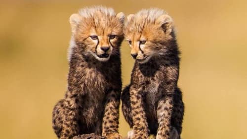 Jacaranda Indian Ocean Beach Resort & 1 Night Safari