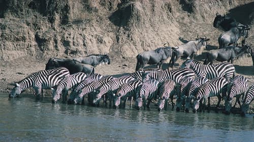 Punda Milia, Safari Seul