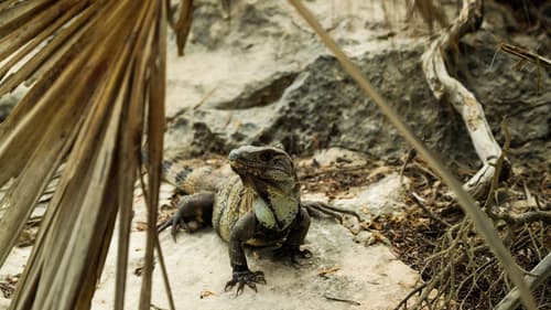 Balade Yucateque Sans Extension