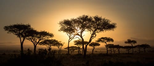 Foot Steps Plus - LOW COST (sólo 2 safaris en Masai Mara)