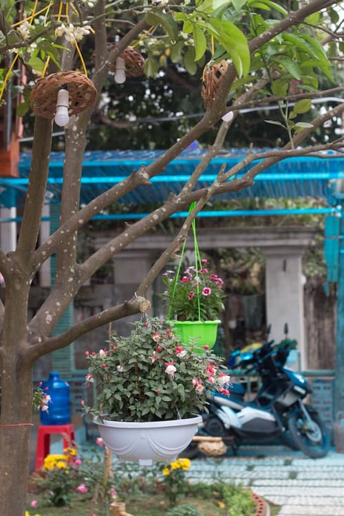 Tam Coc Moonlight Bungalow, 