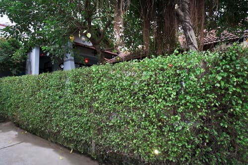 Countryside Moon Homestay, 