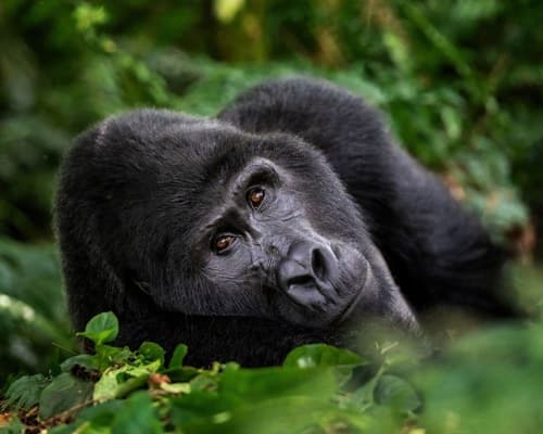 EXPLORE UGANDA Emozioni Africane