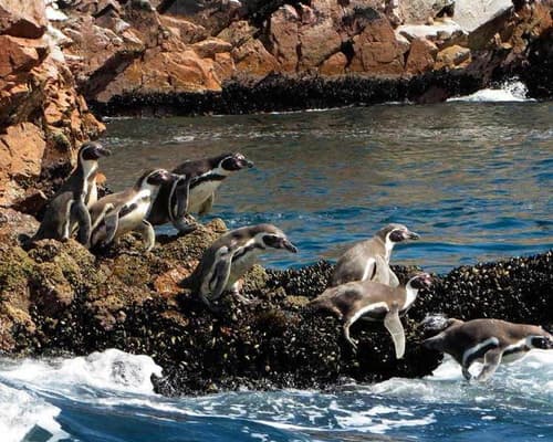 Nasca y Paracas con sobrevuelo desde Nasca 02 Días / 01 Noch