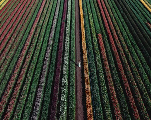 Tulipanes en Trevelin desde El Bolson - 4 noches