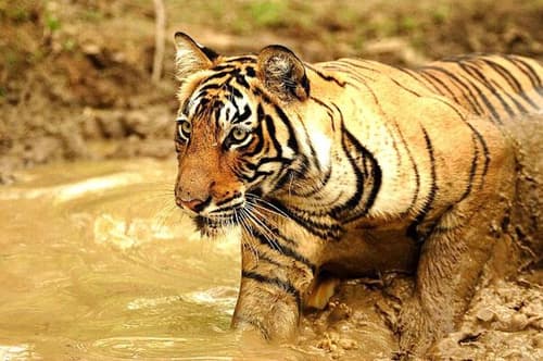 Rundreise "Buntes Rajasthan" 