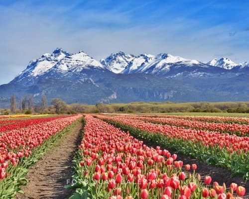 Esquel con Campos de Tulipanes
