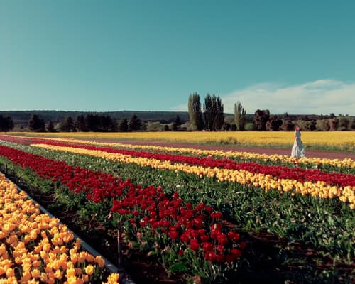 Tulipanes en Trevelin desde Lago Puelo - 4 noches