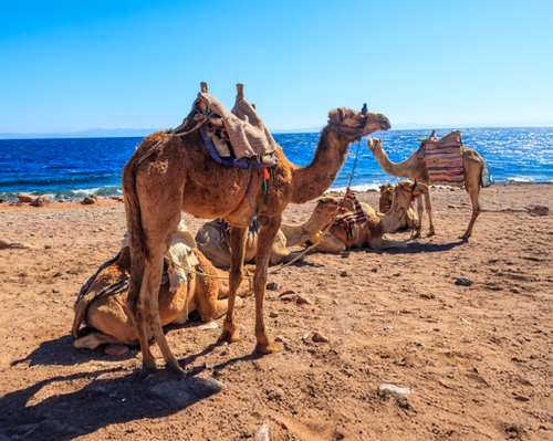 MTPE-20026 JORDANIA AL COMPLETO