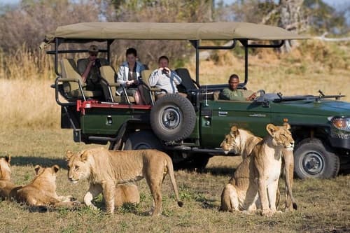 Experience Big Cities and Wildlife Safari