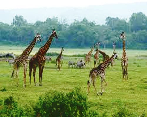 Trésors d'Afrique Combiné Tanzanie Zanzibar De Paris