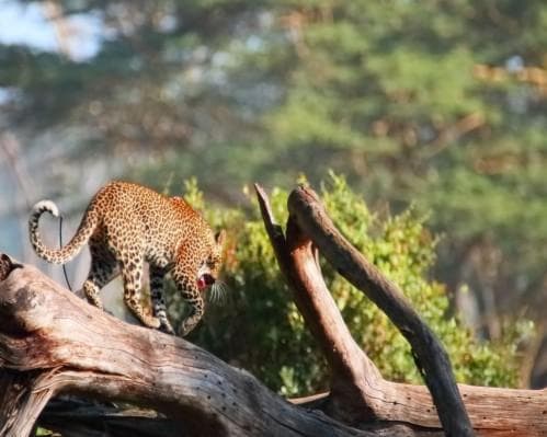 Safari Baby Cheetah Nakuru