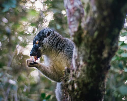Madagaskar Rundreise "Menschen und Lemuren" & La Reunion