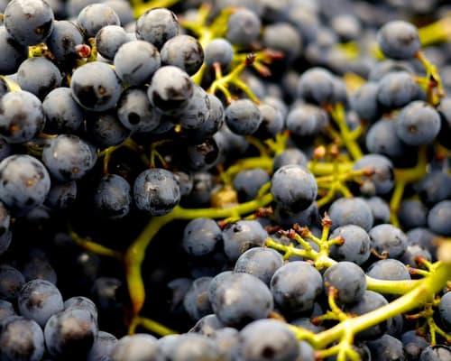 #PUEBLOSMÁGICOS-RUTA MÁGICA DEL VINO