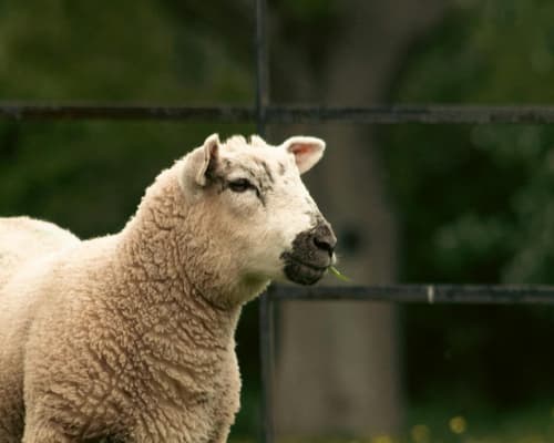 #PUEBLOSMÁGICOS-RUTA DEL CORDERO SEGUREÑO ENTRE SIERRAS Y OLIVOS