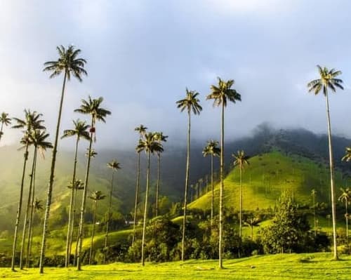 Ruta del Café & Cartagena