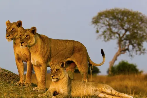 Simba Safari, Serena Lodges
