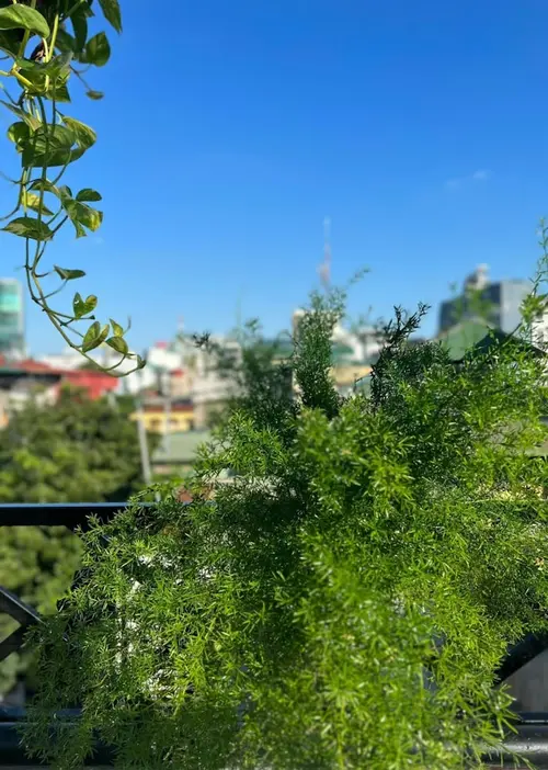 Lanha Hotel-Homestay, 