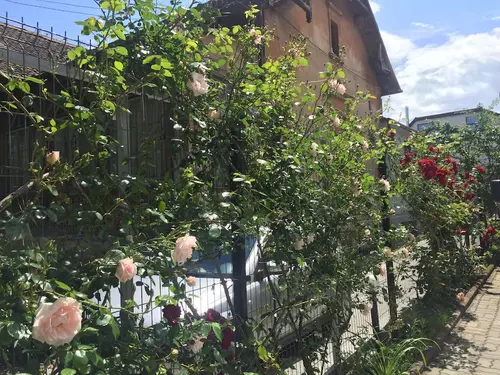 Pension Buon Gusto Sibiu - motorcycle friendly, Garden view