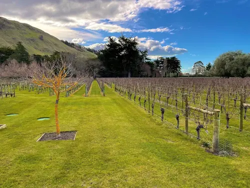 Swiss-Belhotel Napier, Vineyard