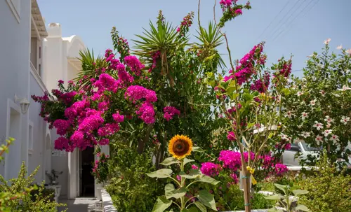Wisteria Apartments, 