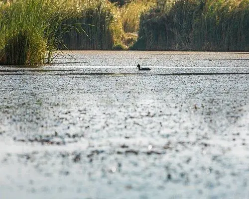 Azraq Eco Lodge, 