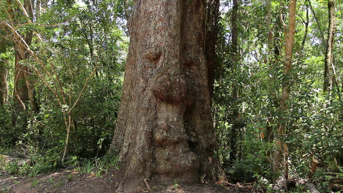 Stormsriver Adventures - Plaatbos Nature Hike Route 3 - Per Person - Min 2